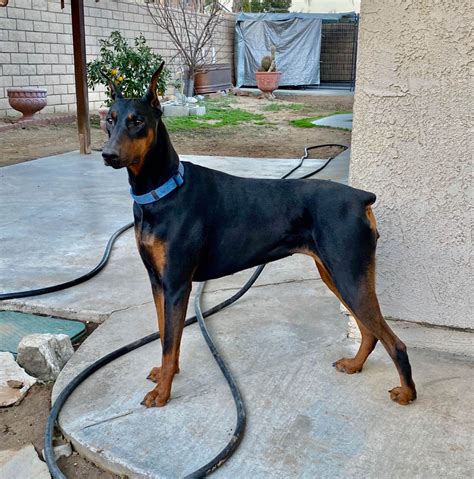 craigslist doberman pinschers|doberman puppies breeders near me.